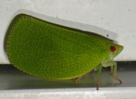 Acanalonia conica Acanalonia conica